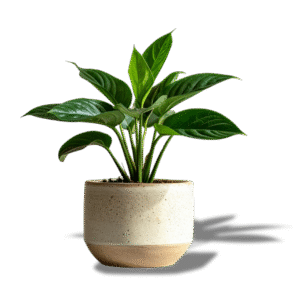 (Black Prince, Burgundy) - Plant